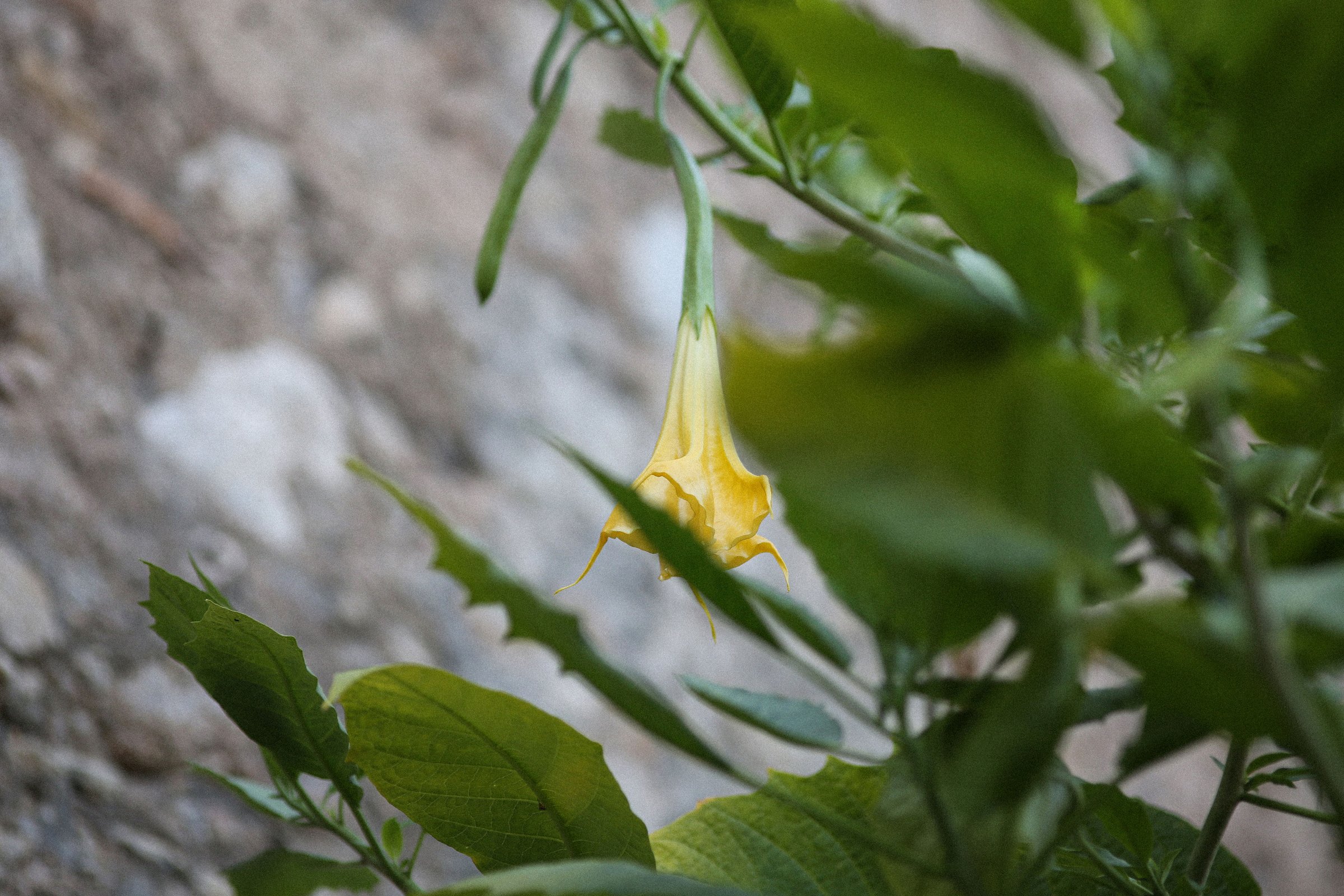 Fiore giallo a Villa Paola