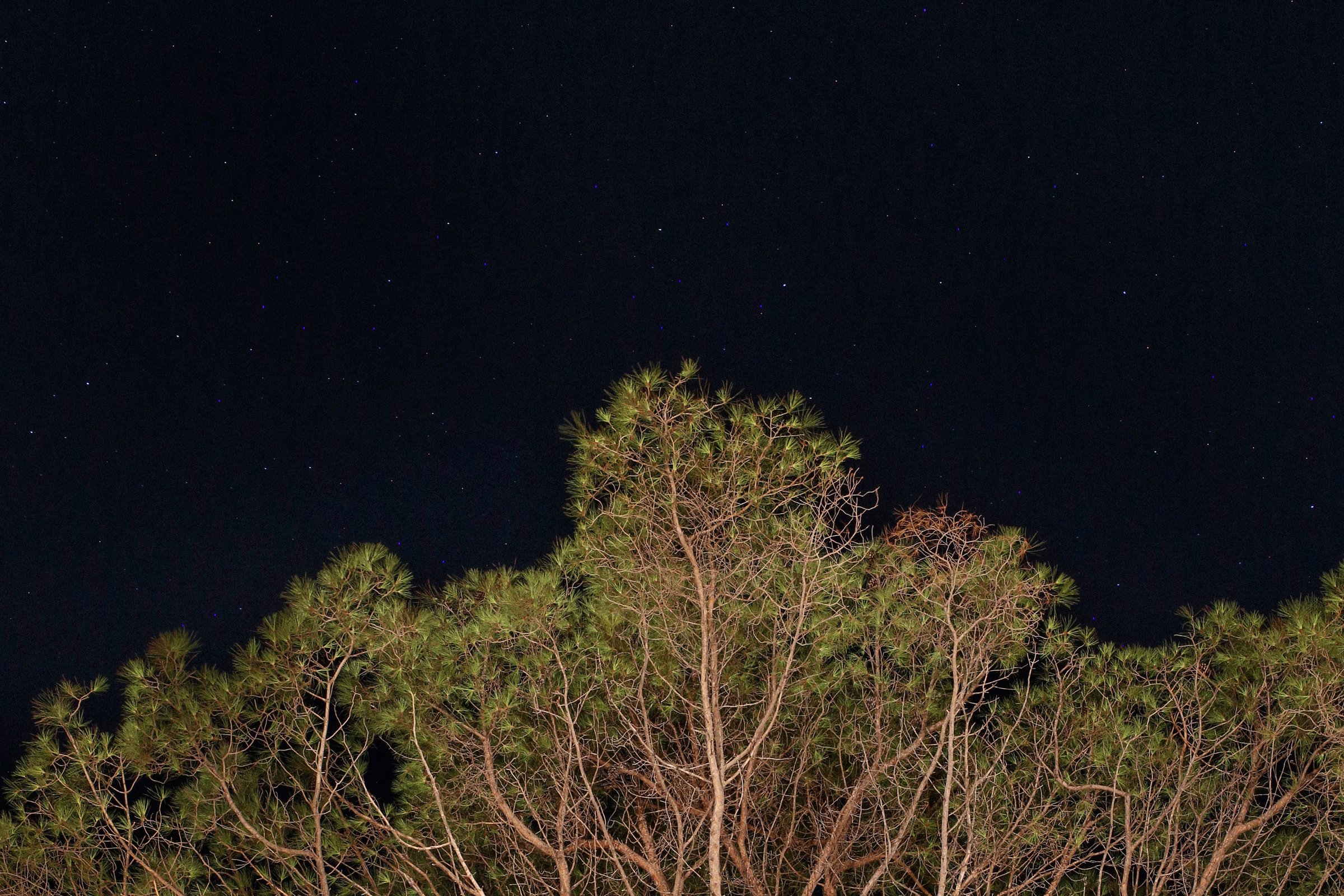 Pino contro il cielo stellato