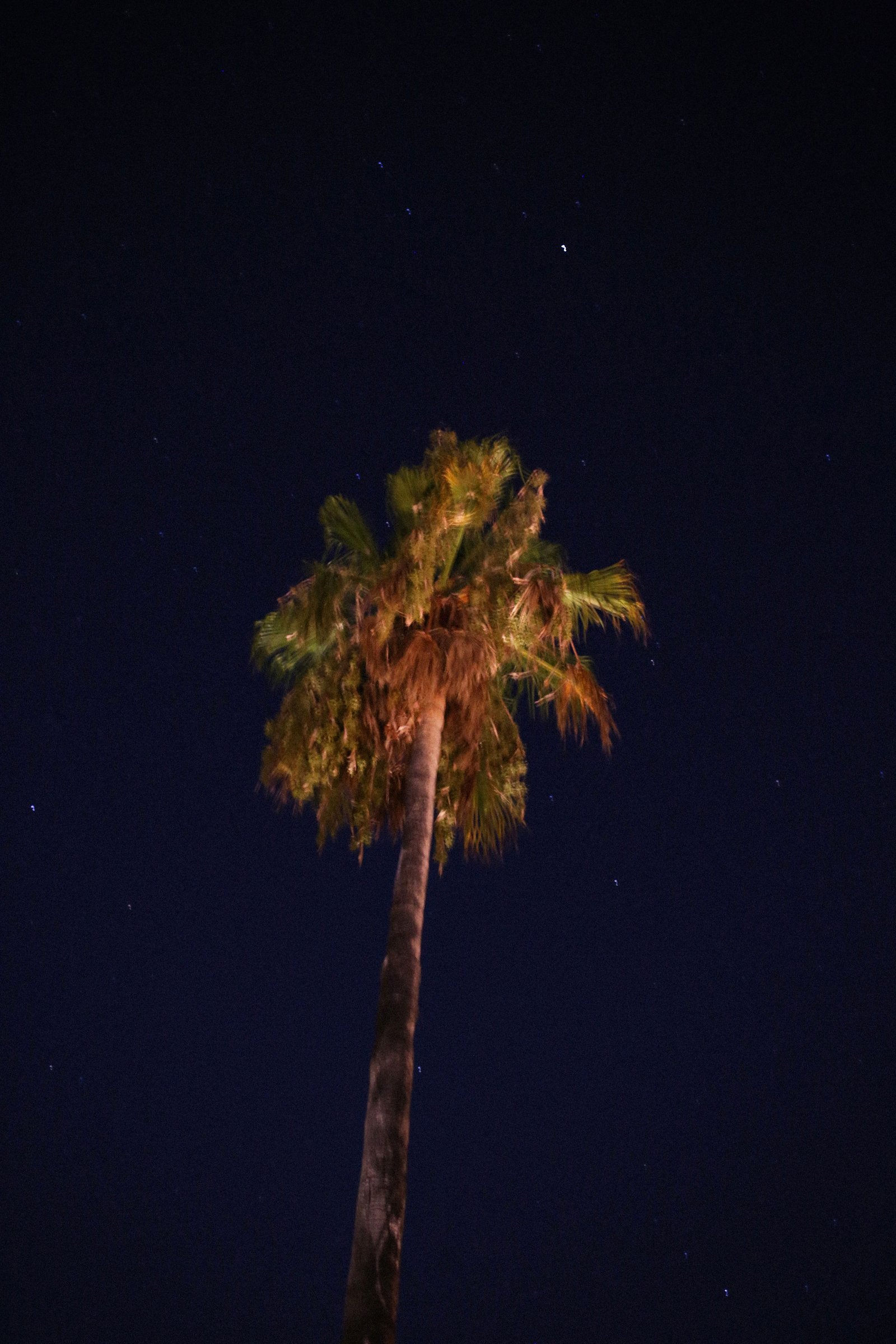 Palma sotto le stelle