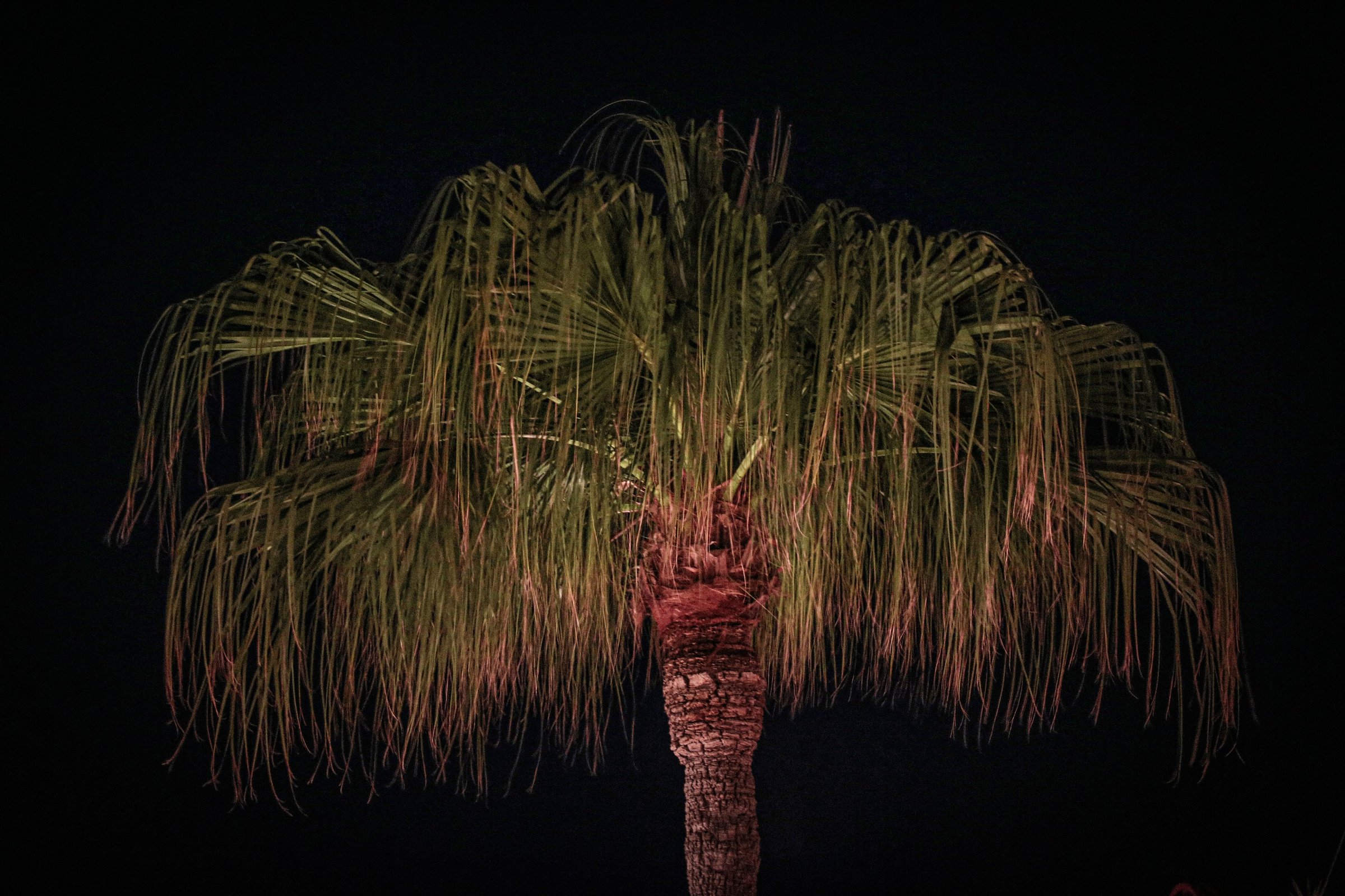 Palma dai rami cadenti, di notte