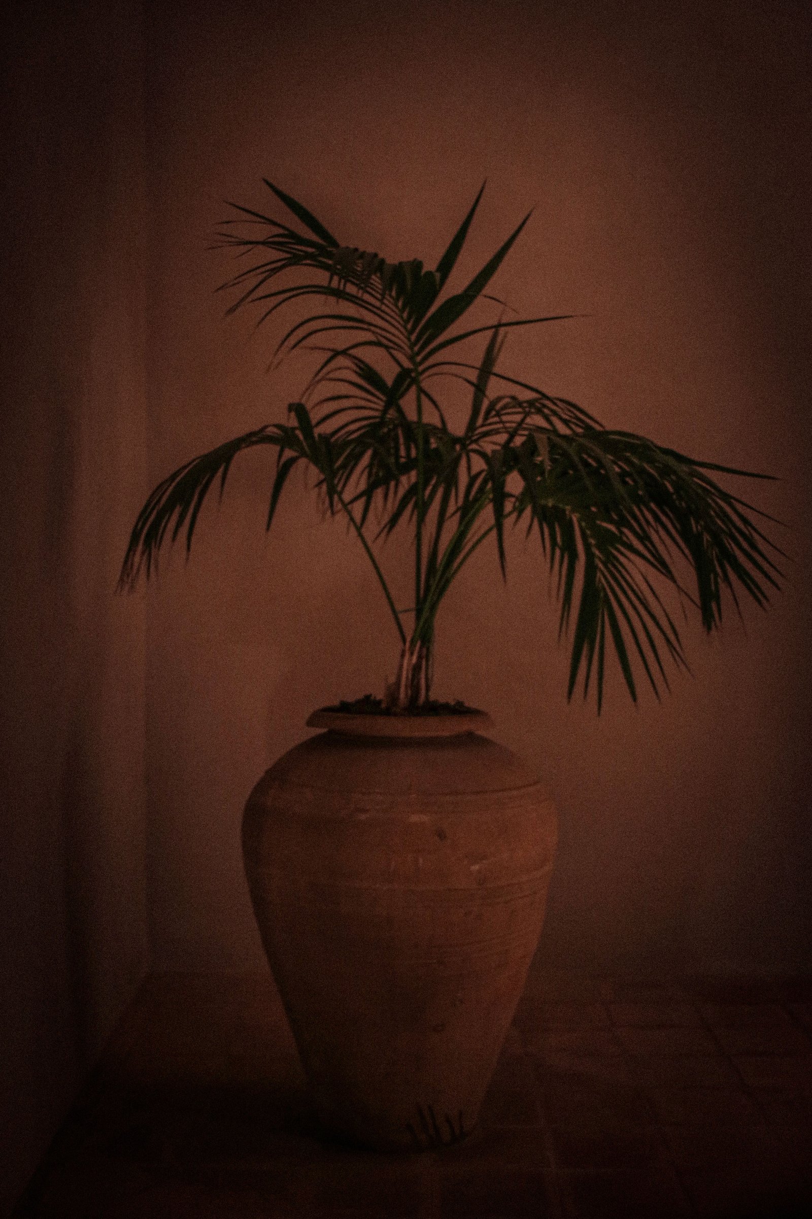 Palma in vaso
